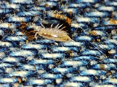 Trichoniscus pygmaeus