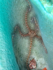 Ophiothrix suensoni