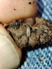 Trichoniscus pygmaeus