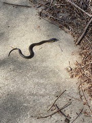 Notechis scutatus occidentalis