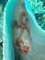 Ophiothrix suensoni