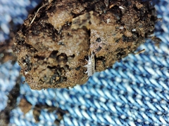 Trichoniscus pygmaeus