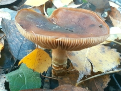 Cortinarius trivialis