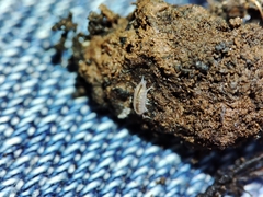 Trichoniscus pygmaeus