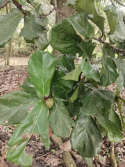 Terminalia