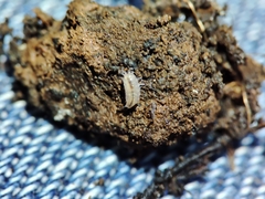 Trichoniscus pygmaeus