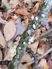 Trametes conchifer