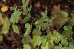 Chamaecytisus hirsutus