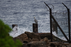 Pelecanus occidentalis occidentalis