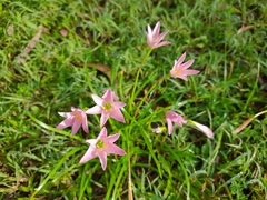 Zephyranthes rosea