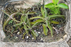 Kalanchoe daigremontiana