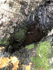 Anacamptodon splachnoides