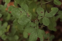 Chamaecytisus hirsutus