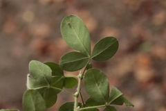 Chamaecytisus hirsutus