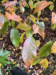 Carpinus
