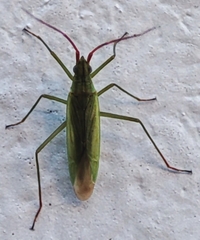 Miridae