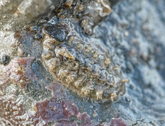 Acanthochitona crinita