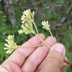 Digitacalia jatrophoides