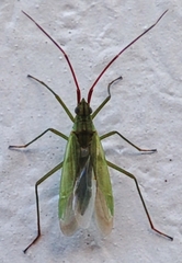 Miridae