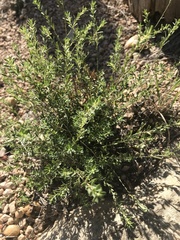 Phyllanthus polygonoides