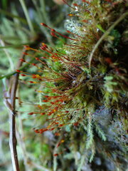 Dicranella rufescens