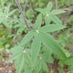 Digitacalia jatrophoides
