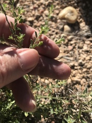 Phyllanthus polygonoides