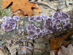 Phlebiopsis crassa