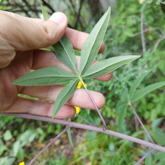 Digitacalia jatrophoides