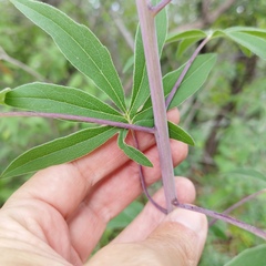 Digitacalia jatrophoides