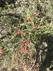 Ibervillea tenuisecta