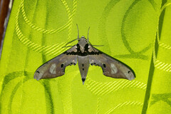 Adhemarius gannascus