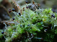 Fossombronia wondraczekii