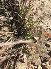 Phyllanthus polygonoides