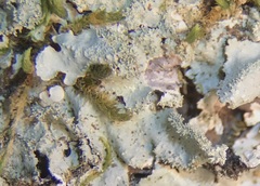 Parmotrema internexum