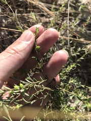 Phyllanthus polygonoides