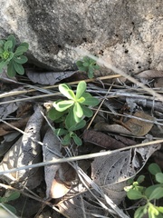 Phyllanthus polygonoides