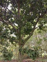 Terminalia