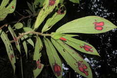 Columnea dimidiata