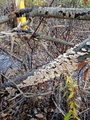 Trametes pubescens