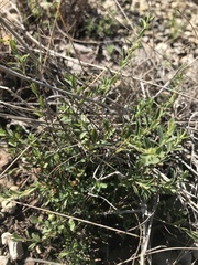 Phyllanthus polygonoides