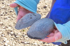 Lasmigona complanata