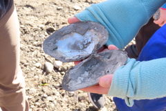 Lasmigona complanata