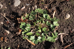 Ranunculus sceleratus