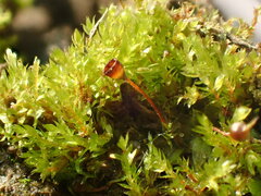 Physcomitrium eurystomum