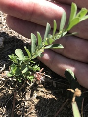 Phyllanthus polygonoides