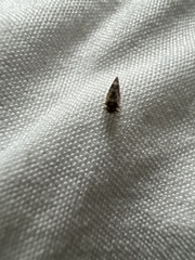 Psocidae