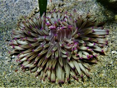 Heteractis aurora