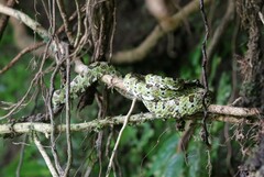 Bothriechis schlegelii