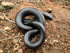 Amblyodipsas concolor